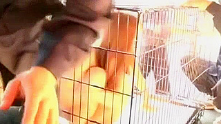 Sae Aihara's Busty JAV Adventure with Wild Dildo Play