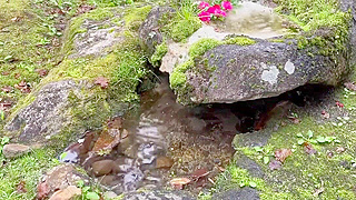 JAV Porn Video – Fallen Leaves & Passionate Nipple Kisses in Kurokawa Onsen
